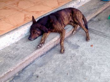 Dog sleeping on the ground