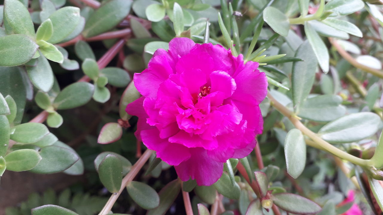 CLOSE-UP OF PINK PURPLE FLOWER