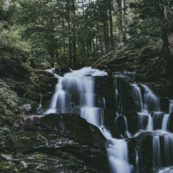 Scenic view of waterfall in forest