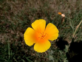 Close-up of yellow flower blooming outdoors