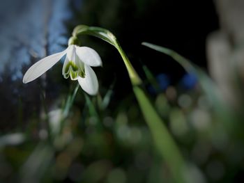 Close-up of white flower blooming outdoors
