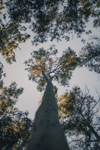 Low angle view of trees against sky