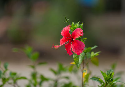 Close-up of red flowering plant