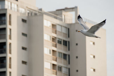 Low angle view of seagull flying against building. sunset colors