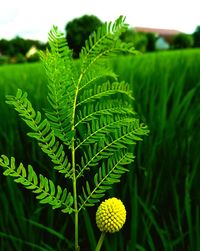Close-up of fern growing on field