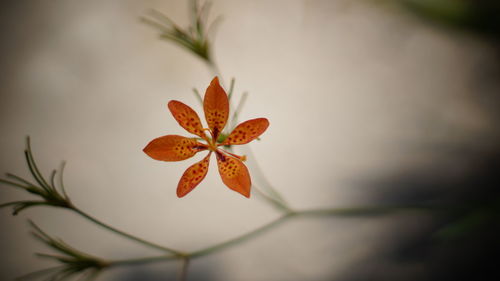 Close-up of a flower
