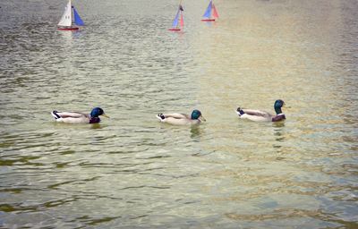 Ducks swimming on lake