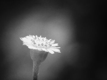 Close-up of white flower blooming against gray background