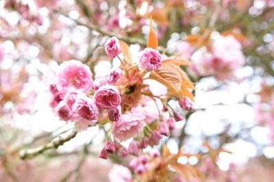 Close-up of cherry blossoms