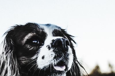 Close-up of dog looking away against sky