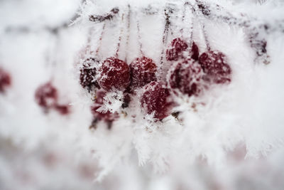 Close-up of snowflakes on tree