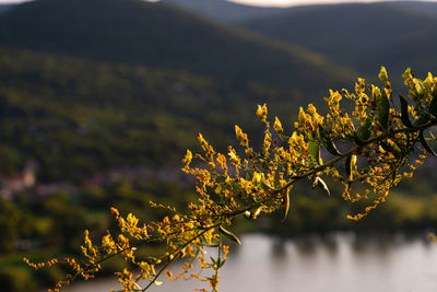 Close-up of flowering plant against lake