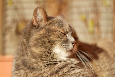 An italian striped cat sunbathe on the table in sunny day , pussycat,italy wildlife ,european kitten 