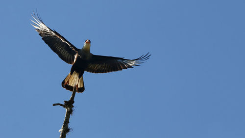 Low angle view of eagle flying against clear blue sky