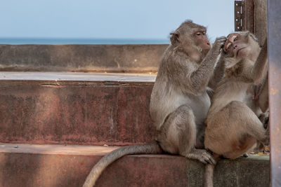 Cats sitting on railing against wall