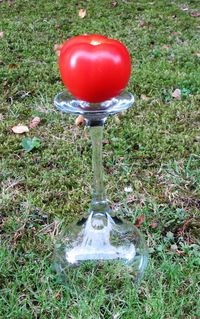 Close-up view of grass