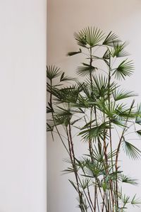 Close-up of plant against white background