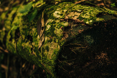 Close-up of moss growing on tree trunk