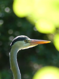 Close-up of a bird