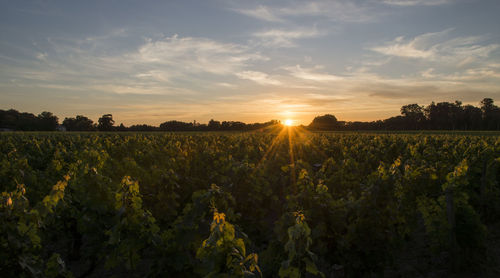 Scenic view of field against sky during sunset