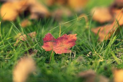 Close-up of autumn leaves on field