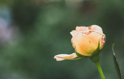 Close-up of rose bud