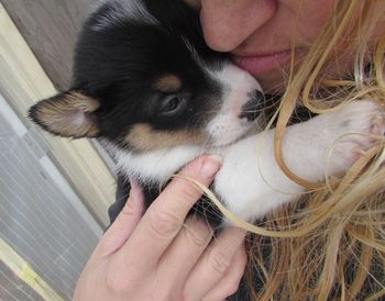 Close-up of woman kissing pembroke welsh corgi puppy