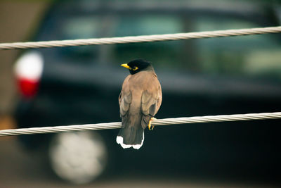 Close-up of bird perching on metal