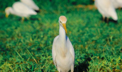Close-up of white bird on field