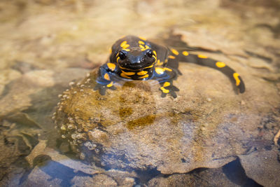 High angle view of crab in water