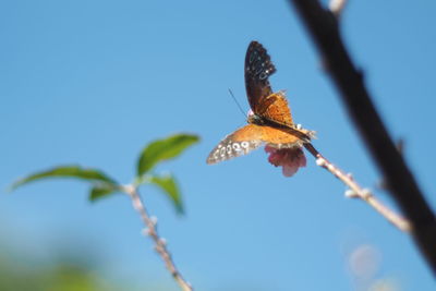 Close-up of butterfly on leaf against sky