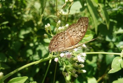 Close-up of butterfly pollinating on flower