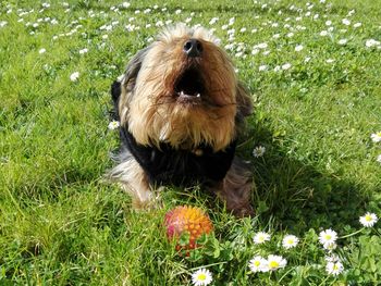 Close-up of dog on field