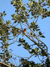 Low angle view of bird perching on tree against clear sky