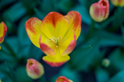 Close-up of yellow flowering plant