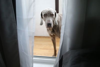 Portrait of dog looking away at home