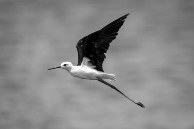 Mono black-winged stilt in sunshine raising wings