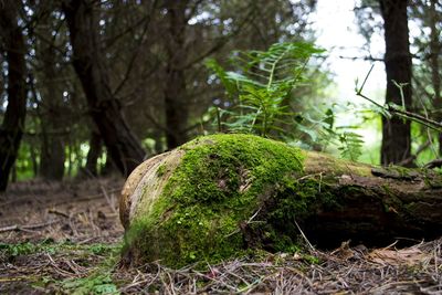 Trees in forest