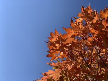 Low angle view of maple tree against clear blue sky