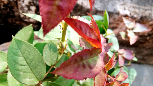 Close-up of autumn leaves