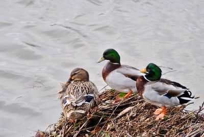 High angle view of mallard ducks swimming in lake