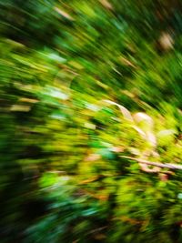 Close-up of blurred plants