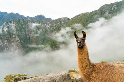 Llama standing against mountain during foggy weather