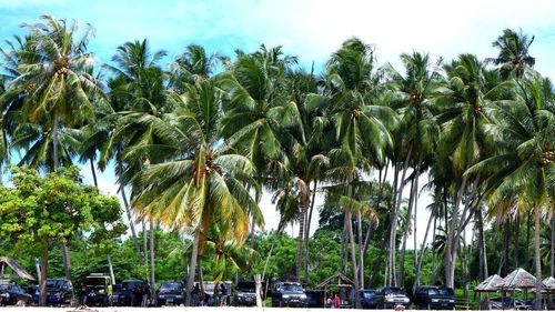 Panoramic view of palm trees against sky