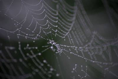 Close-up of spider on web
