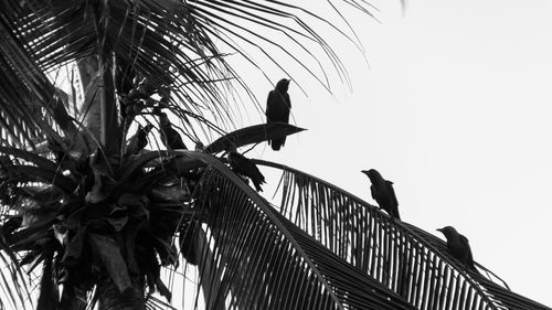 Low angle view of birds perching on tree against sky