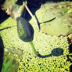 Close-up of plant