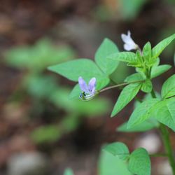 Close-up of small purple flower