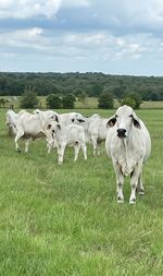 Cows standing in a field