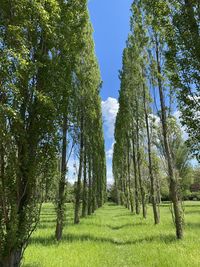 Trees on field against sky